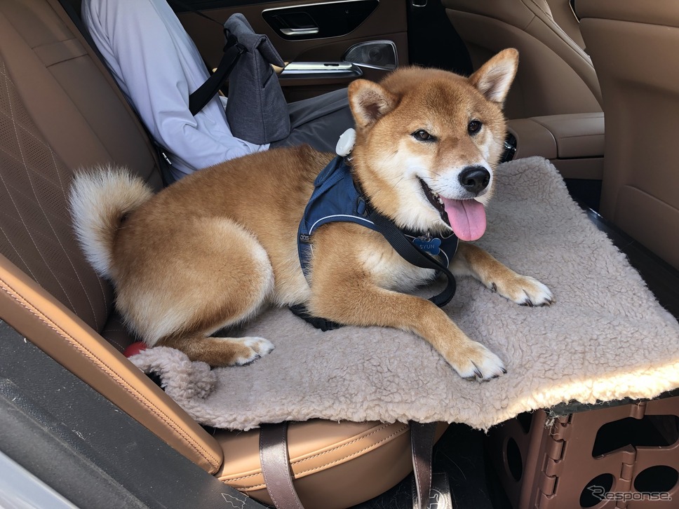 メルセデスベンツ E300 ステーションワゴン エクスクルーシブ（ISG搭載モデル）《写真撮影 島崎七生人》