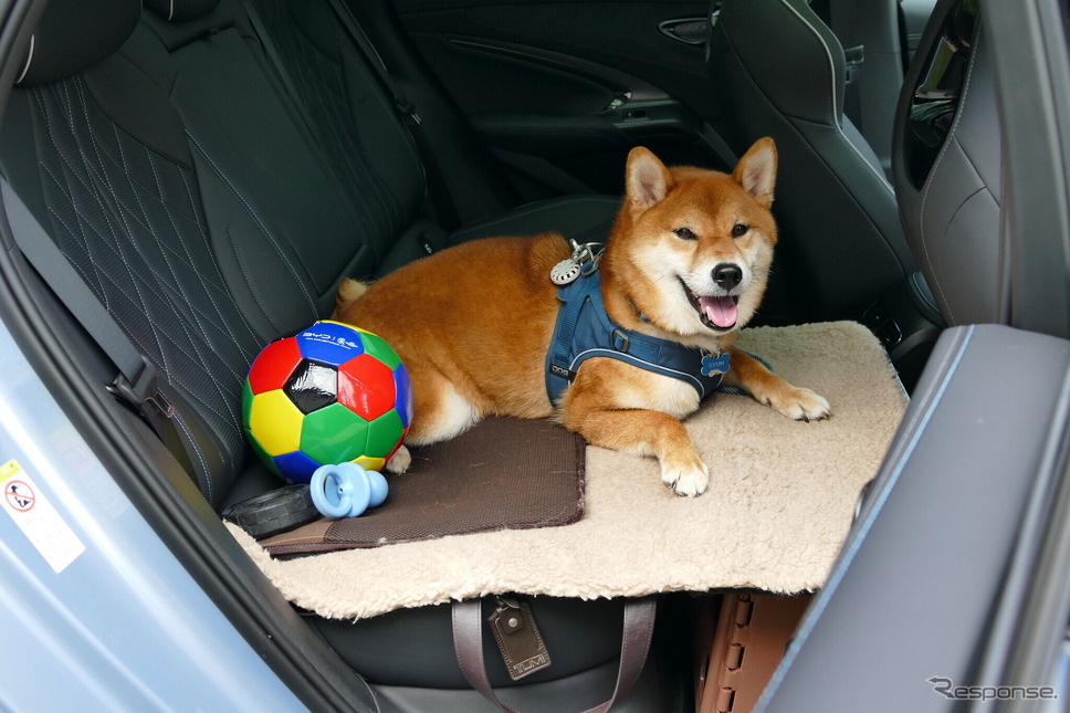 BYD シール《写真撮影 島崎七生人》