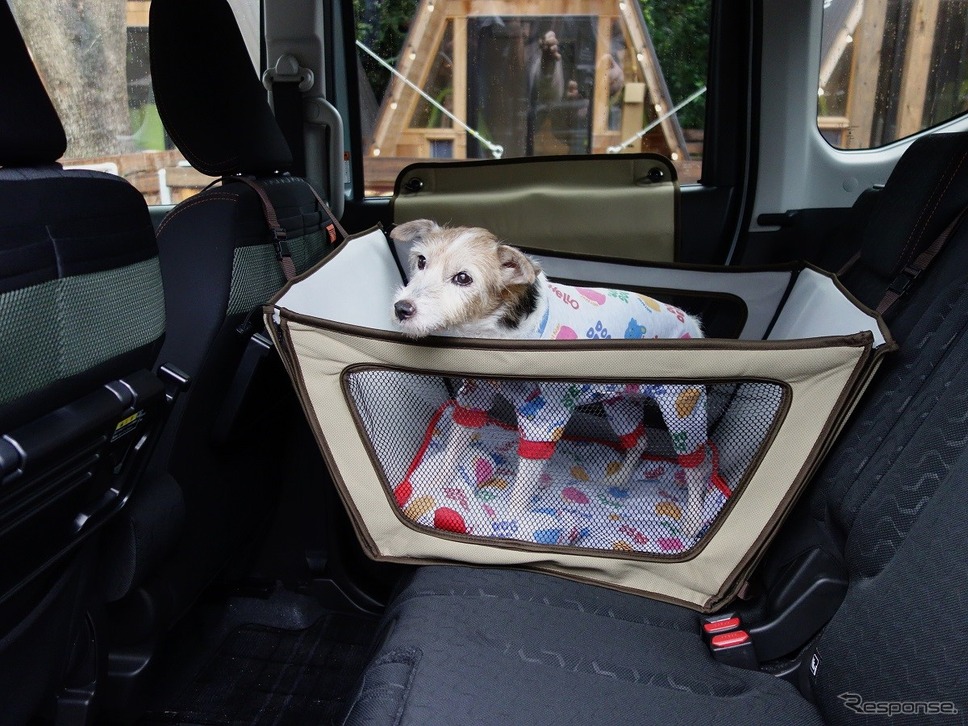 筆者の愛犬のララ《写真撮影 青山尚暉》