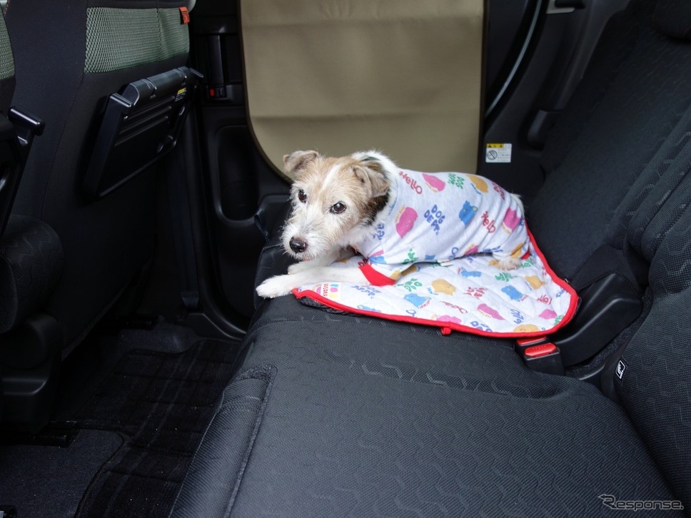 3代目自称自動車評論犬!? ジャックラッセルのララ《写真撮影 青山尚暉》