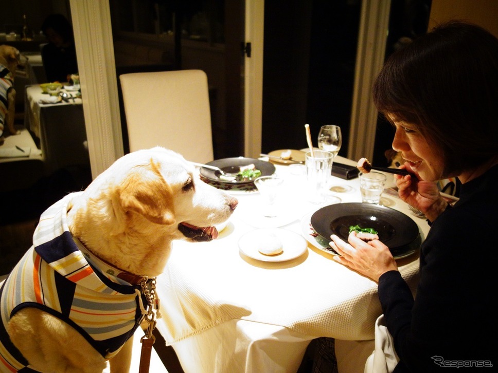 後で悔やんでも遅い! 愛犬とドライブ旅行を重ねる意味と理由《写真撮影 青山尚暉》