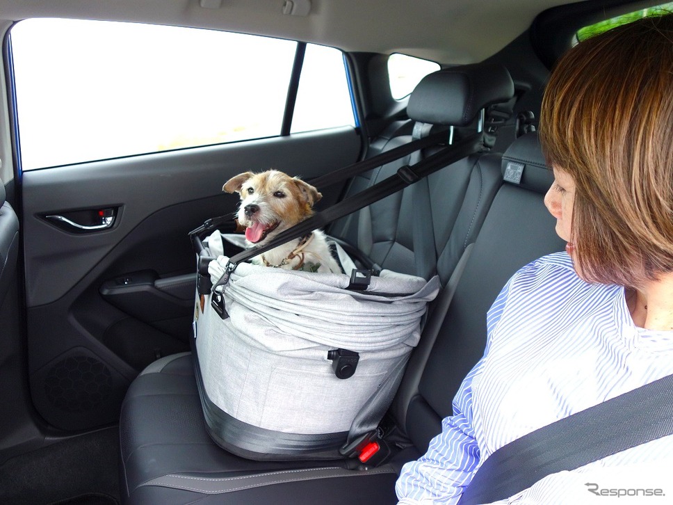 後で悔やんでも遅い! 愛犬とドライブ旅行を重ねる意味と理由《写真撮影 青山尚暉》
