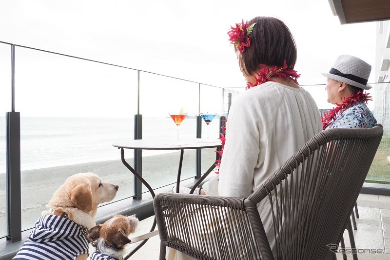 後で悔やんでも遅い! 愛犬とドライブ旅行を重ねる意味と理由《写真撮影 青山尚暉》
