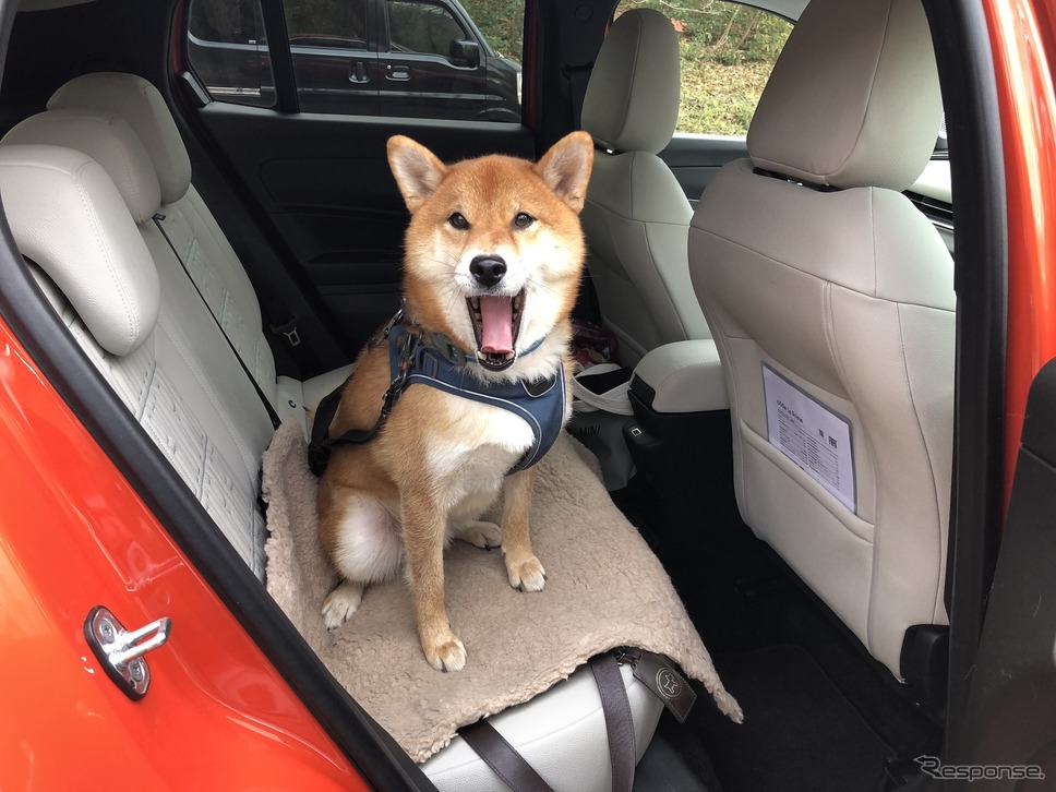 フィアット600e《写真撮影 島崎七生人》