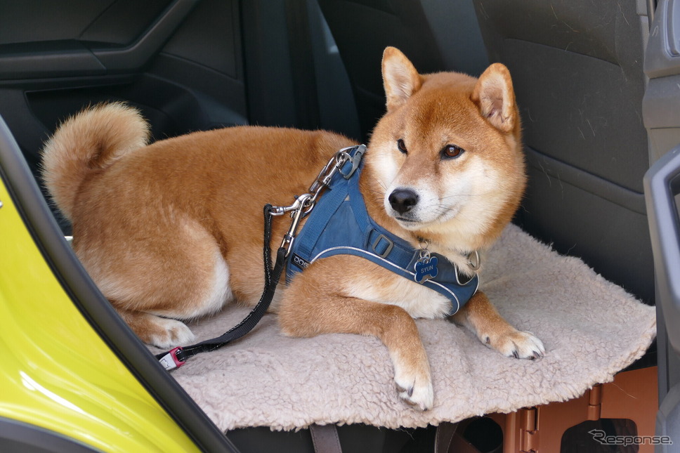 VW T-Cross TSI R-Line《写真撮影 島崎七生人》