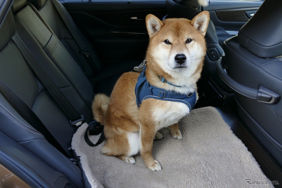 トヨタ・クラウン(セダン)《写真撮影 島崎七生人》