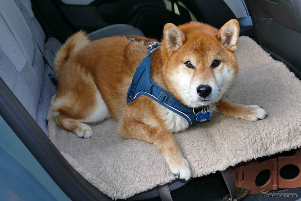 シトロエン C4 MAX Hybrid《写真撮影 島崎七生人》