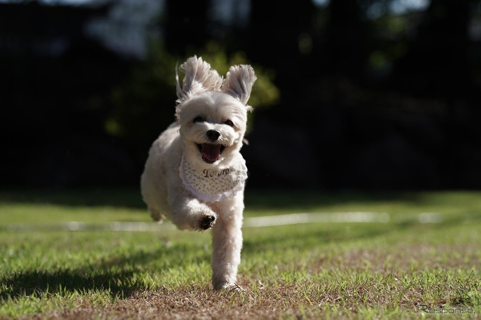 グランフォレスタヴィラ日光‐Private Dog Resorts-《写真提供 ブッキングリゾート》